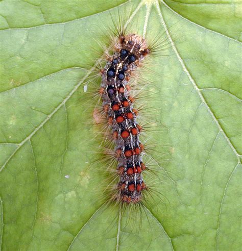 How A Very Clever Virus Kills A Very Hungry Caterpillar : NPR