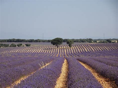 Los campos de flores más bonitos de España