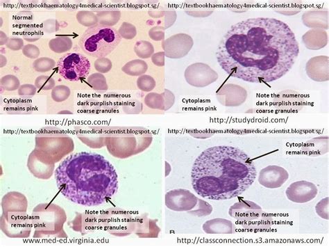 0 Result Images of Types Of Granules In Neutrophils - PNG Image Collection