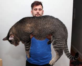 20 Photos of the World's Largest Pet Cats You Have Never Seen Before!