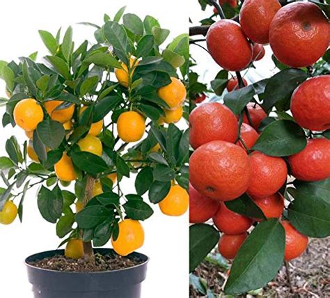 Best Dwarf Fruit Trees For Zone 9b 2