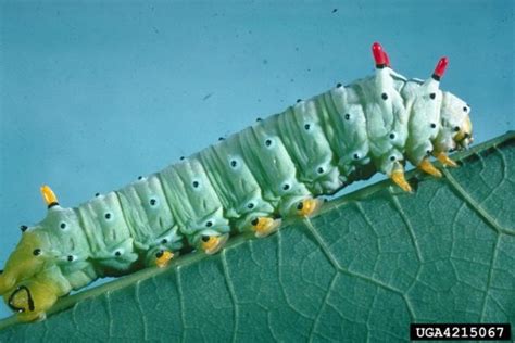 Luna Moth Caterpillar – Identification | Walter Reeves: The Georgia Gardener