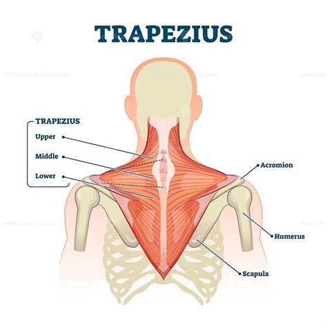 Trapezius muscle labeled medical anatomy structure scheme vector ...