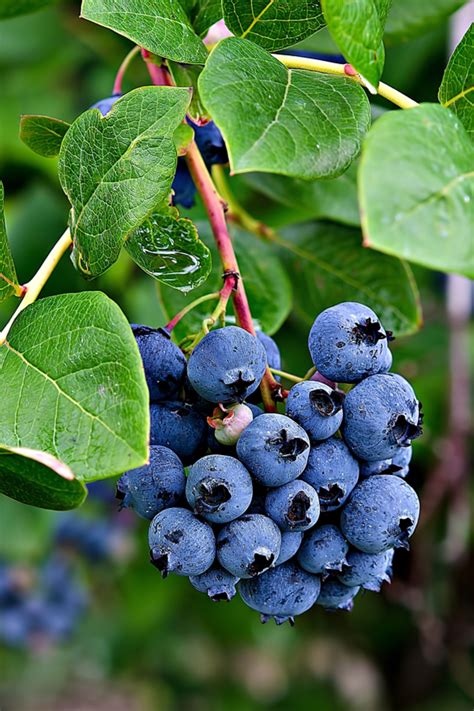 Blueberry bushes – Artofit