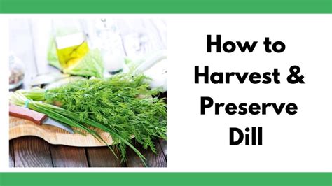 How to Harvest Dill (without killing the plant) - Together Time Family