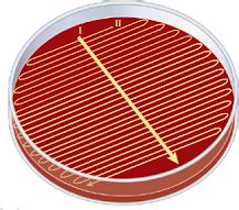 Bacterias Actuaciencia: noviembre 2020