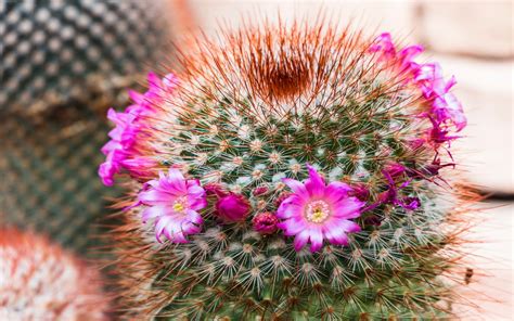 cactus, Flower, Bokeh, Desert, Plant, Nature, Landscape Wallpapers HD / Desktop and Mobile ...