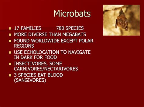 BATS: Classification. - ppt download