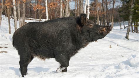 Huge feral hogs invading Canada, building ‘pigloos’ as they go