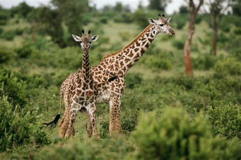 African Wildlife | Wild Life Adventures