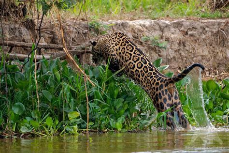 Wild Pantanal - Fascination Wildlife