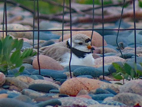 Nesting Piping Plover | RegenAxe