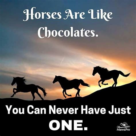 245 best images about funny horse quotes on Pinterest | Cowgirl, Funny ...