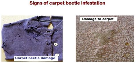 Carpet Beetle Damage To Clothes - Carpet Vidalondon