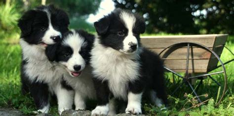 12 Imperative Border Collie Training Steps and Commands for Pet Owners