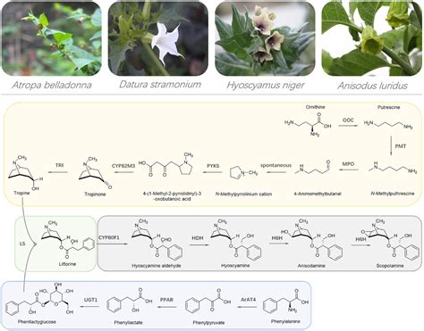 Frontiers | Biotechnological Approaches on Engineering Medicinal Tropane Alkaloid Production in ...