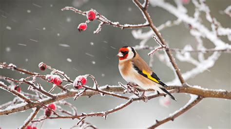 Goldfinch Snow – Bing Wallpaper Download