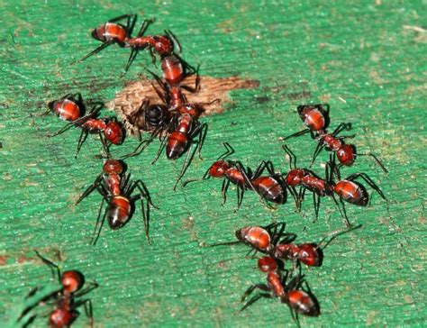 This new species of ‘exploding ant’ will kill itself to save its colony ...