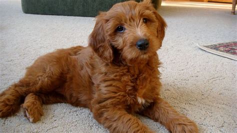 Goldendoodle, a Golden Retriever Poodle Mix - SpockTheDog.com