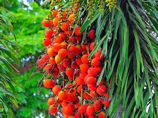 Tips-tips agar Pohon Kelapa Sawit Berbuah Lebat - Toko Tanaman