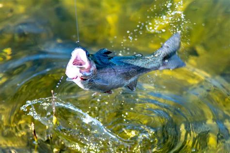 Fishing for Trout in a Small Lake in Washington State Stock Photo ...