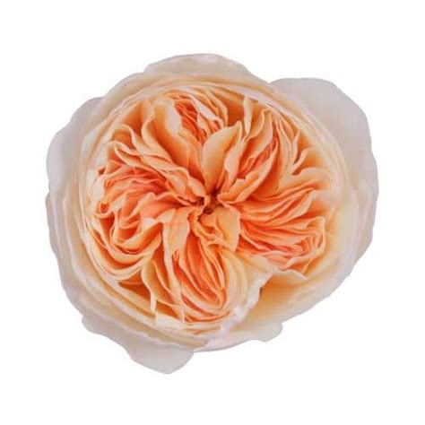 Peach Garden Roses 36 Stems - buy wholesale flowers - JR Roses