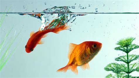 Goldfish Wallpapers - WallpaperSafari