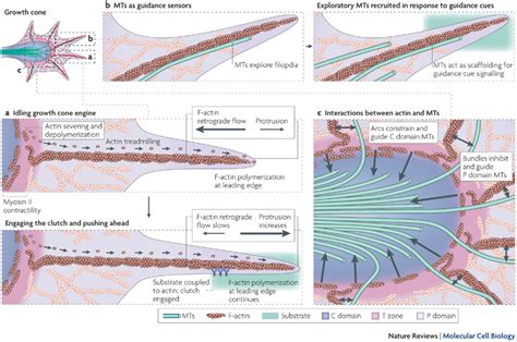 The growth cone 'vehicle'.Boxed regions of the growth cone are shown in... | Download Scientific ...