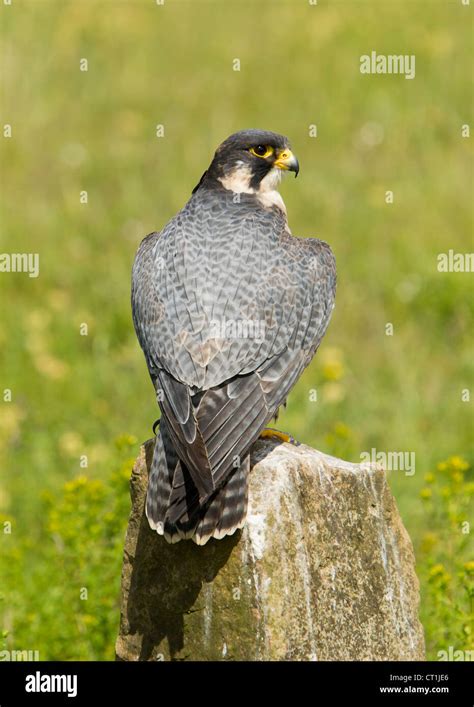 Peregrine Falcon Falco peregrinus captive shot at Hawk Conservancy ...