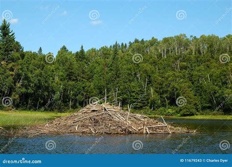 Beaver Dam stock image. Image of northern, cottage, country - 11679243