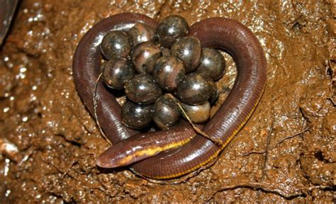 Caecilians – unusual reproductive ecology - Inside Ecology