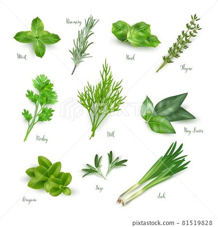 Green herbs set isolated on white background.... - Stock Illustration [81519828] - PIXTA