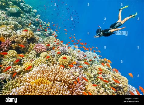 Red Sea, Egypt - woman snorkeling underwater, coral reef, Blue Hole Stock Photo: 85130452 - Alamy