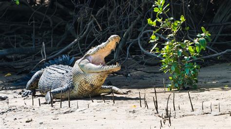 Cairns croc attack: Man attacked by crocodile in Lake Placid | NT News