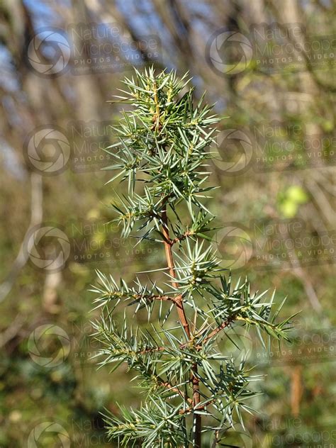 Juniperus communis. Common juniper. Leaf - Leaf - Juniperus communis (Common juniper ...