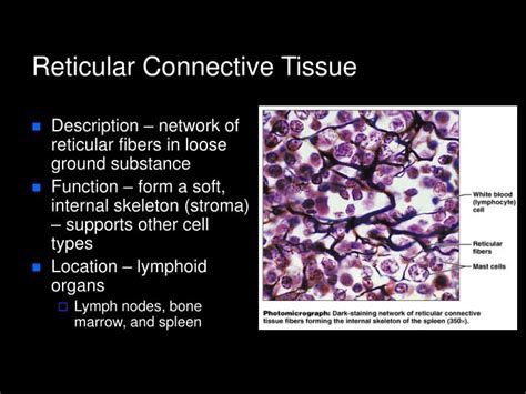 Reticular Connective Tissue Labeled