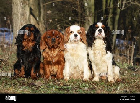 Dog Cavalier King Charles Spaniel four adults different colors (black and tan, ruby, Blenheim ...