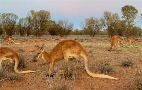 A Captivating Sunset Tour at The Kangaroo Sanctuary