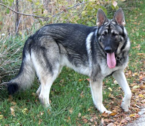 Sable Silver Sable Sable Long Haired German Shepherd Puppies : Augusto ...