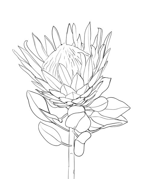 Premium Vector | Protea flower line drawing. Exotic tropical flowers ...