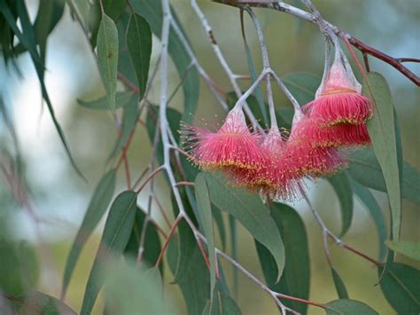 Silver Princess Growing In Gardens - Tips On Planting A Silver Princess Eucalyptus