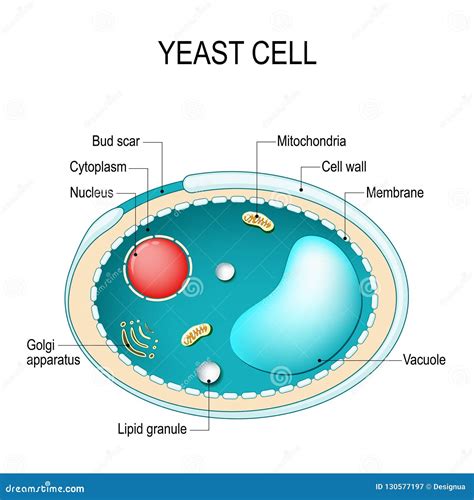 Cross Section Of A Yeast Cell Structure Of Fungal Cell