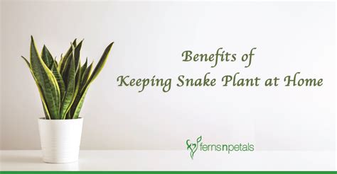 What Are The Benefits of Keeping Snake Plant At Home? - Ferns N Petals