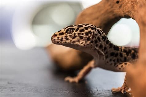 Leopard Gecko Habitat, Tank Setup, Size & Ideas - More Reptiles