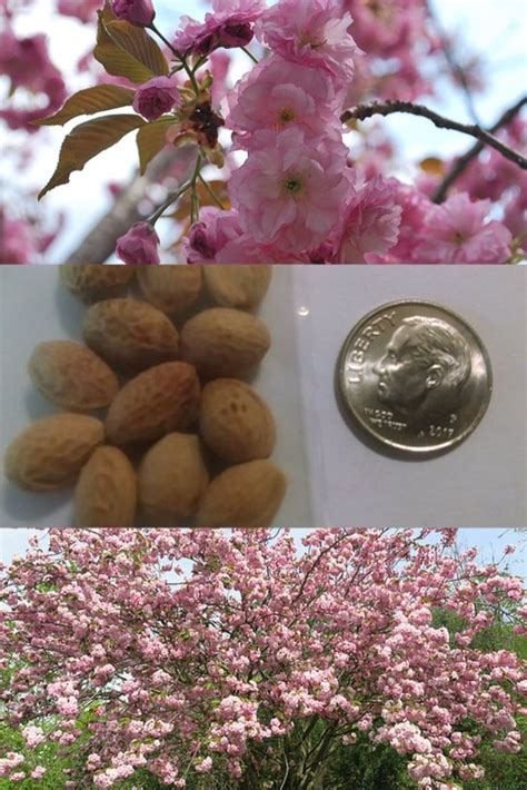 Japanese Cherry Tree Seeds - Prunus serrulata | Trifecta Botanicals | Japanese cherry tree ...