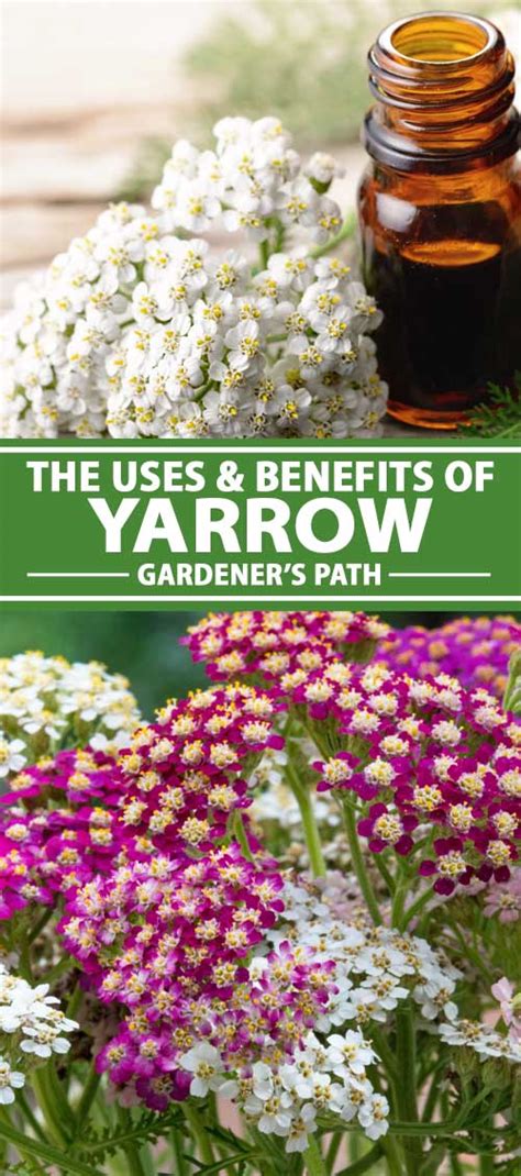 The Uses and Benefits of Yarrow | Gardener’s Path