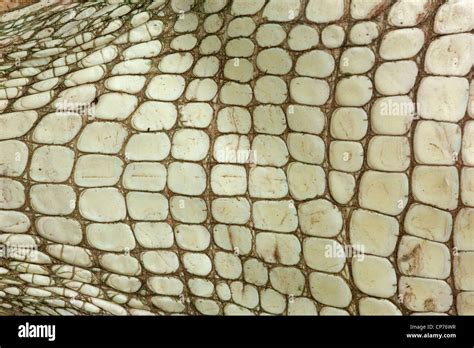 American Alligator, Alligator mississippienensis, detail of ventral ...