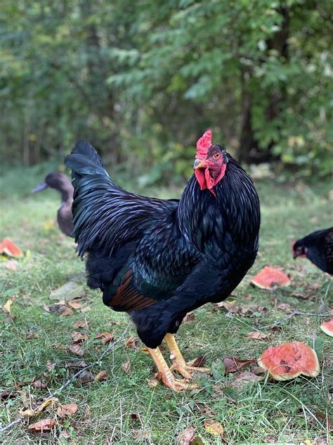 My young olive egger rooster, Donna!!! Ameraucana x Barnevelder : r/BackYardChickens