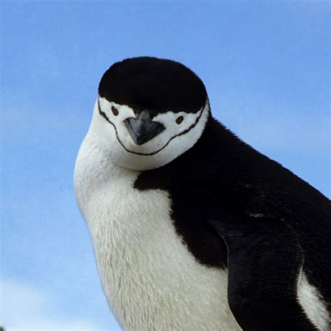 Antarctic penguins catch new strain of bird flu - Cosmos Magazine