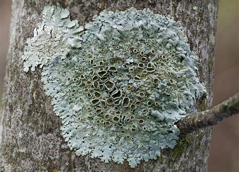 LICHENS TO KNOW – Ohio Plants